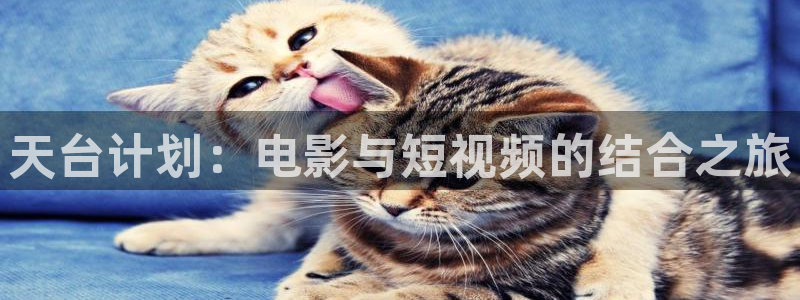 秋霞高清观看视频
